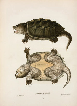 John Edwards Holbrook - Chelonura Temminckii.webp