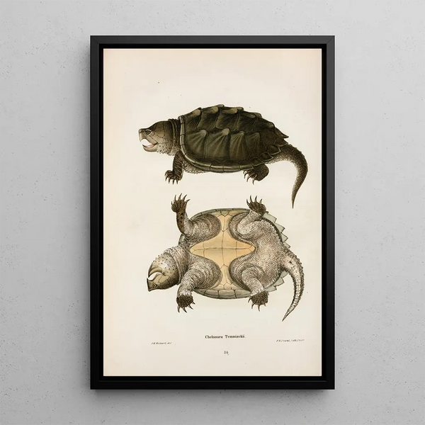 John Edwards Holbrook - Chelonura Temminckii.webp