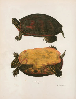 John Edwards Holbrook - Cistuda Carolina.webp
