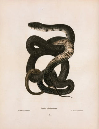 John Edwards Holbrook - Coluber Alleghaniensis.webp