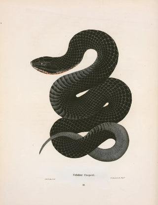 John Edwards Holbrook - Coluber Couperi.webp