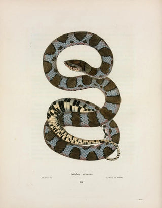 John Edwards Holbrook - Coluber eximius.webp