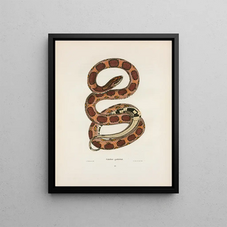 John Edwards Holbrook - Coluber guttatus.webp