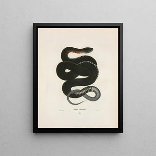 John Edwards Holbrook - Coluber obsoletus.webp