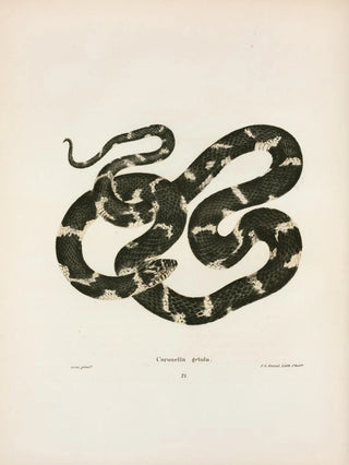 John Edwards Holbrook - Coluber quadrivittatus.webp