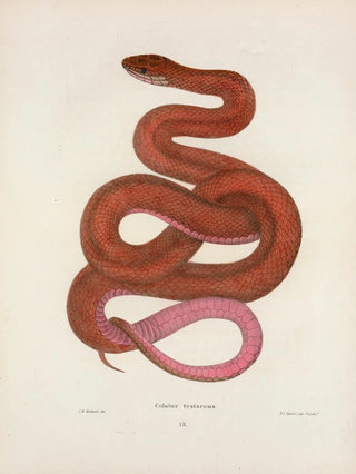 John Edwards Holbrook - Coluber testaceus.webp
