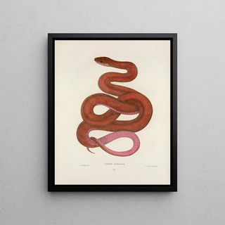 John Edwards Holbrook - Coluber testaceus.webp