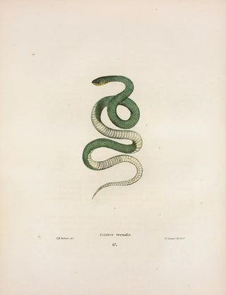 John Edwards Holbrook - Coluber vernalis.webp