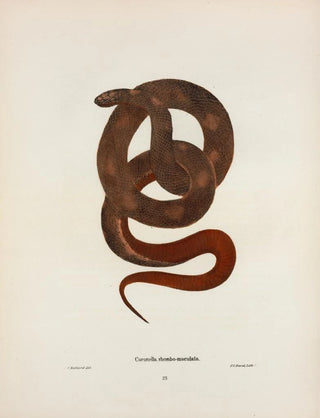 John Edwards Holbrook - Coronella Sayi.webp