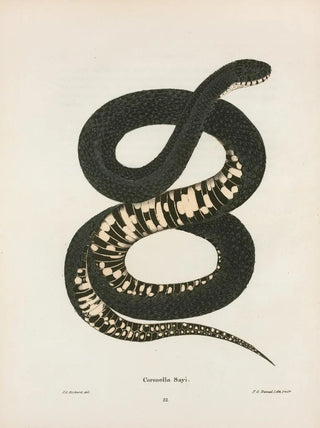 John Edwards Holbrook - Coronella getula.webp