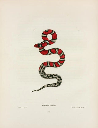 John Edwards Holbrook - Coronella rhombomaculata.webp