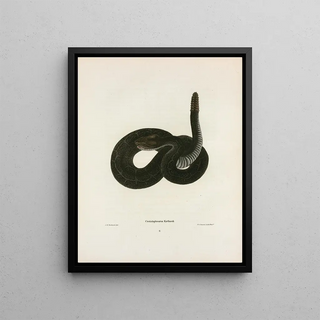 John Edwards Holbrook - Crotalophorus Kirtlandi.webp