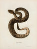 Crotalus adamanteus - John Edwards Holbrook — vy av konstverket