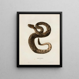 John Edwards Holbrook - Crotalus adamanteus.webp