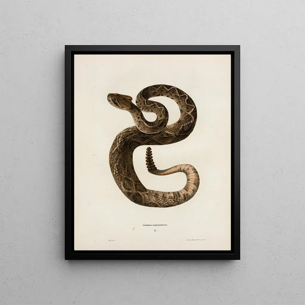 John Edwards Holbrook - Crotalus adamanteus.webp