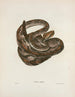 Crotalus durissus - John Edwards Holbrook — vy av konstverket