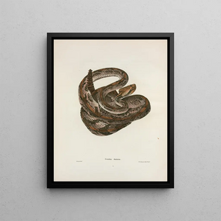 John Edwards Holbrook - Crotalus durissus.webp