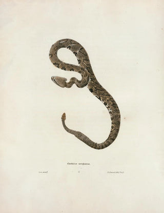 John Edwards Holbrook - Crotalus oregonus.webp