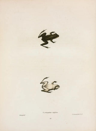 John Edwards Holbrook - Cystignathus nigritus.webp