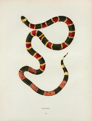 John Edwards Holbrook - Elaps fulvius.webp