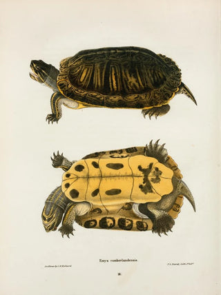 John Edwards Holbrook - Emys Cumberlandensis.webp