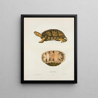John Edwards Holbrook - Emys reticulata.webp