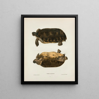 John Edwards Holbrook - Emys rubriventris.webp