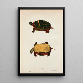 John Edwards Holbrook - Emys serrata.webp