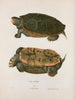 Turtles Emys - John Edwards Holbrook — vy av konstverket