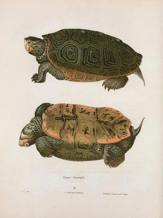 John Edwards Holbrook - Emys terrapin.webp