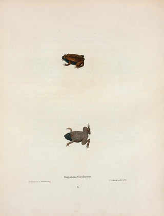 John Edwards Holbrook - Engystoma Carolinense.webp