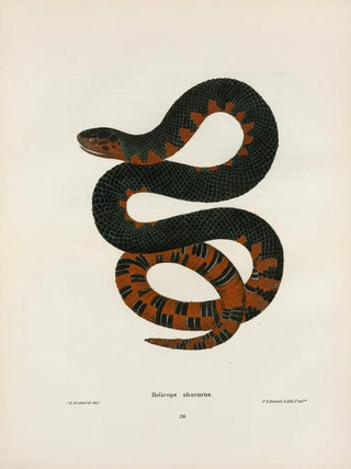 John Edwards Holbrook - Helicops erythrogrammus.webp