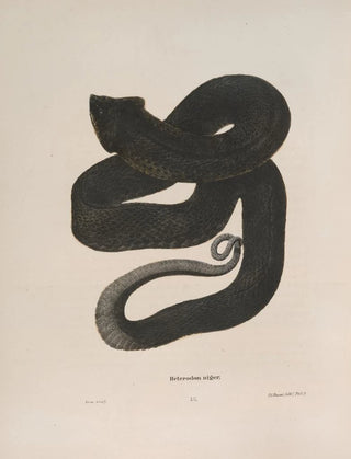 John Edwards Holbrook - Heterodon niger.webp
