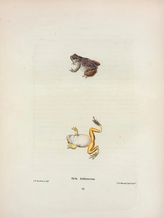 John Edwards Holbrook - Hyla delitescens.webp