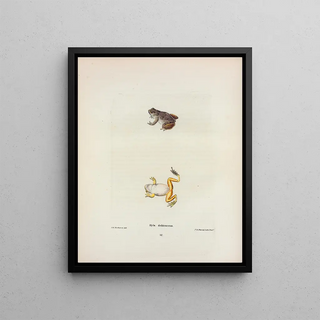 John Edwards Holbrook - Hyla delitescens.webp