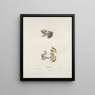 John Edwards Holbrook - Hyla versicolor.webp