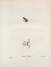 Hylodes Pickeringii - John Edwards Holbrook — vy av konstverket
