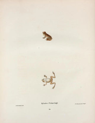 John Edwards Holbrook - Hylodes Pickeringii.webp