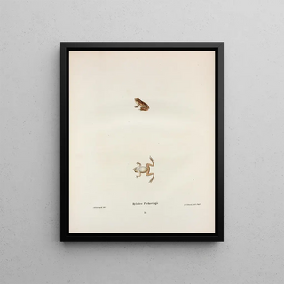 John Edwards Holbrook - Hylodes Pickeringii.webp