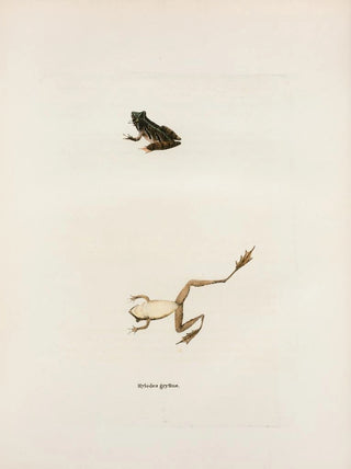John Edwards Holbrook - Hylodes gryllus.webp