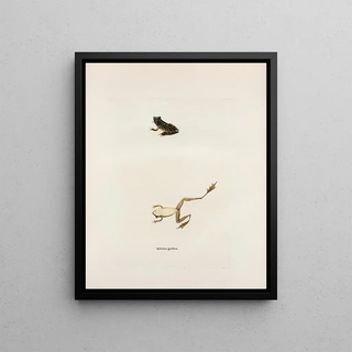 John Edwards Holbrook - Hylodes gryllus.webp