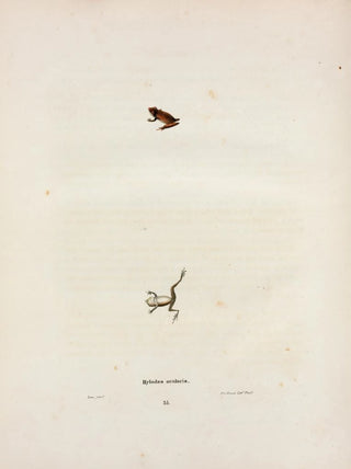 John Edwards Holbrook - Hylodes ocularis.webp