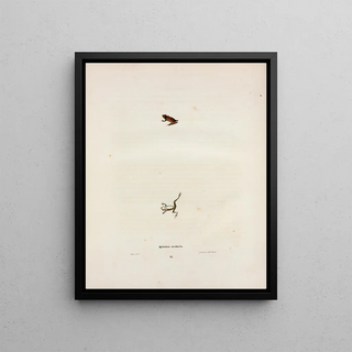 John Edwards Holbrook - Hylodes ocularis.webp