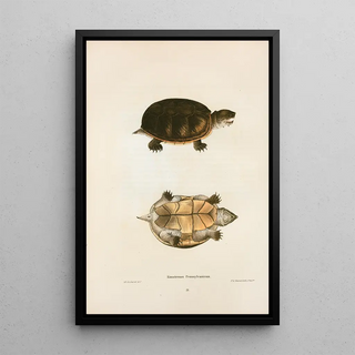 John Edwards Holbrook - Kinosternon Pennsylvanicum.webp