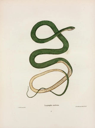 John Edwards Holbrook - Leptophis oestivus.webp