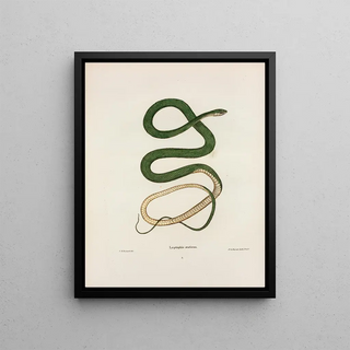 John Edwards Holbrook - Leptophis oestivus.webp