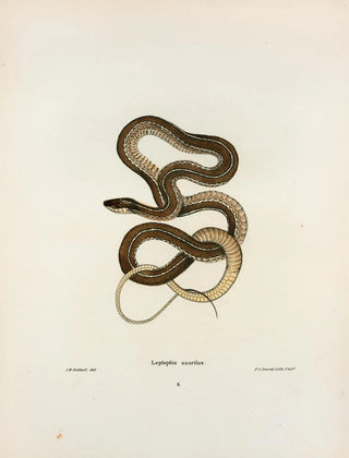 John Edwards Holbrook - Leptophis sauritus.webp