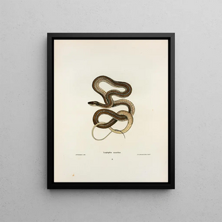 John Edwards Holbrook - Leptophis sauritus.webp