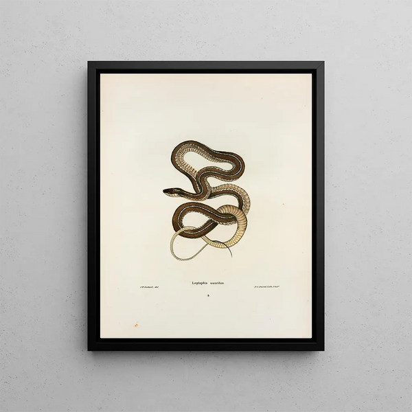 John Edwards Holbrook - Leptophis sauritus.webp