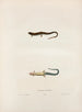 Lygosoma lateralis - John Edwards Holbrook — vy av konstverket